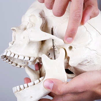 Model of jaw and skull bone used to diagnose and treat T M J dysfunction